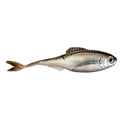 6th Sense Fiction Shad Green Shiner