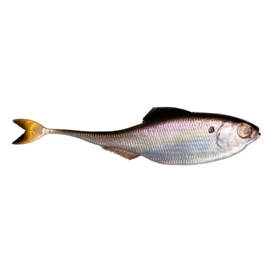 6th Sense Fiction Shad Live Gizzard Shad
