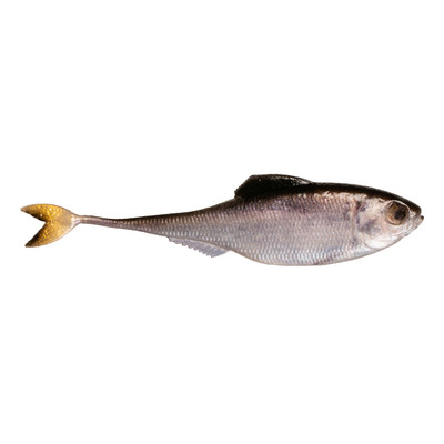 6th Sense Fiction Shad Live Shad