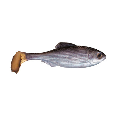6th Sense Panorama Swimbait Live Shad