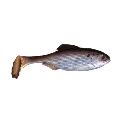 6th Sense Panorama Swimbait Live Gizzard Shad