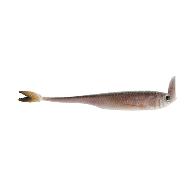 6th Sense Strobe Shaker Live Minnow
