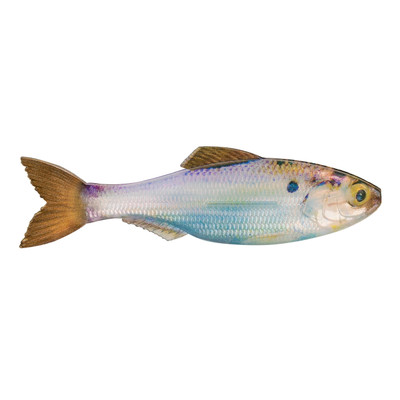 6th Sense Plump Panorama Softbait Live Gizzard Shad