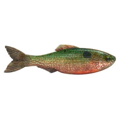 6th Sense Plump Panorama Softbait Live Sunfish