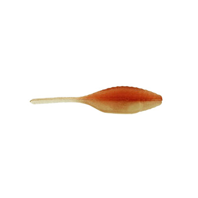 Panfish Assassin Tiny Shad Natural Glow