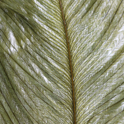 Wapsi Ostrich Herl Olive (OH089)
