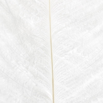 Wapsi Ostrich Plumes White