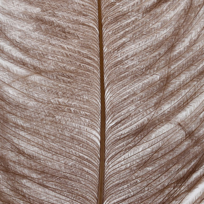 Wapsi Ostrich Plumes Tan