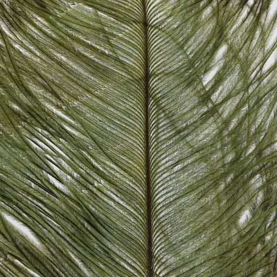 Wapsi Ostrich Plumes Olive