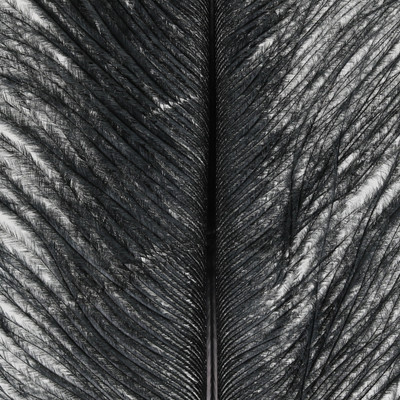 Wapsi Ostrich Plumes Black