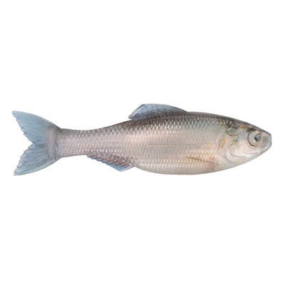 6th Sense Plump Panorama Softbait Live Minnow