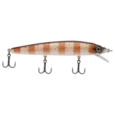 Challenger Minnow Dirty Goby