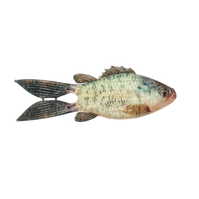 6th Sense FlipGill Soft Bait Live Crappie