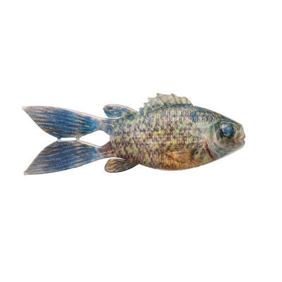 6th Sense FlipGill Soft Bait Live Warmouth