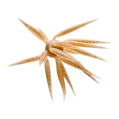Hideup Coike Fish Elastomer M Urchin Bait Moebi