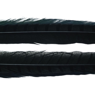 Wapsi Ringneck Pheasant Tail Feathers Black