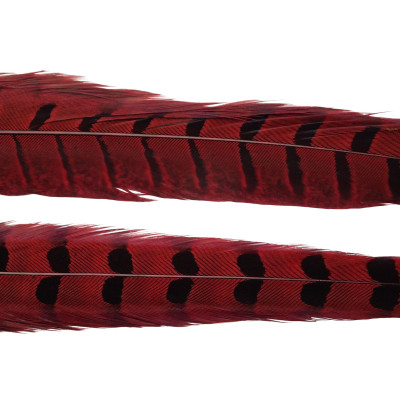 Wapsi Ringneck Pheasant Tail Feathers