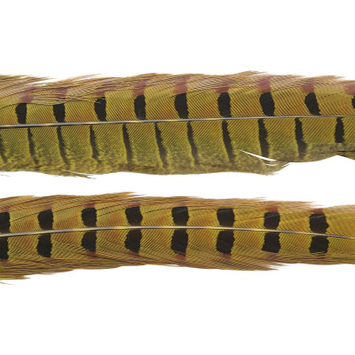 Wapsi Ringneck Pheasant Tail Feathers Golden Yellow