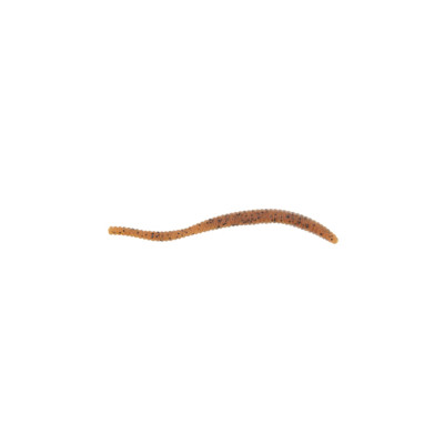 Berkley PowerBait Power Floating Trout Worm Fishing Bait, Orange Peel, 3in