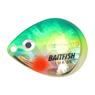 北国Baitfish-Image科罗拉多叶片黄鲈