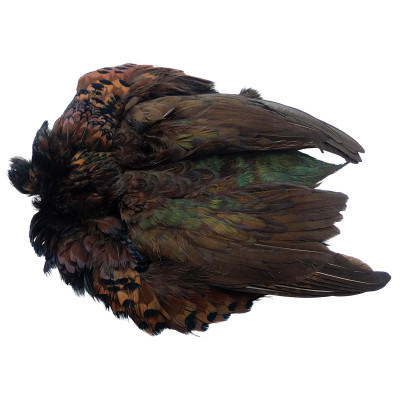 Wapsi Ringneck Pheasant Skin with No Tail Chocolate Brown