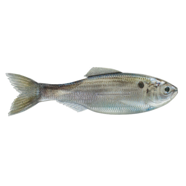 6th Sense Plump Panorama Softbait color Live Threadfin Shad