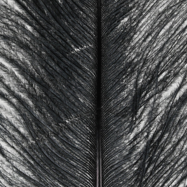 Wapsi Ostrich Plumes colors Black