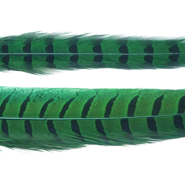 Wapsi Ringneck Pheasant Tail Feathers color Highlander Green