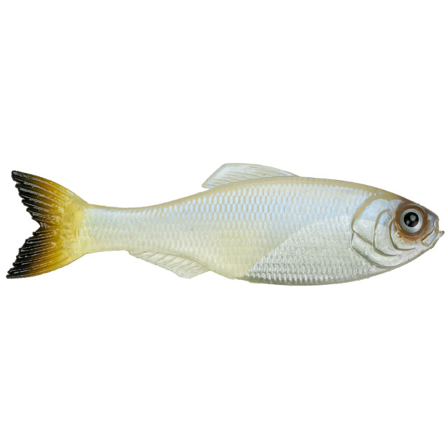 Zman Soft Bait Herculez Swimbait 6-Inch Gold Rush (5127)- – Contino