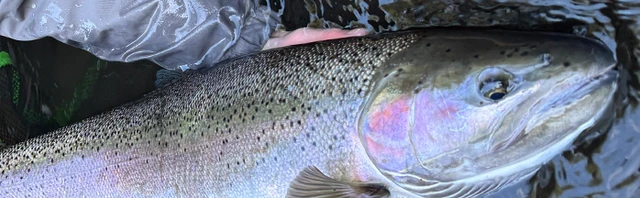 Back Bouncing for Steelhead: Complete Technique, Gear, and Boat Control Guide