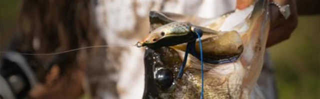 Best Bass Lures for Pond Fishing: Proven Baits That Catch More Fish