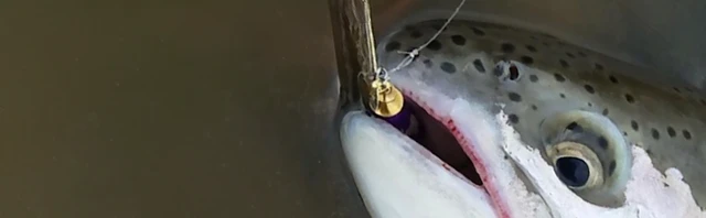 Catch More Trout Today: Discover the Best Trout Lures Every Angler Needs!