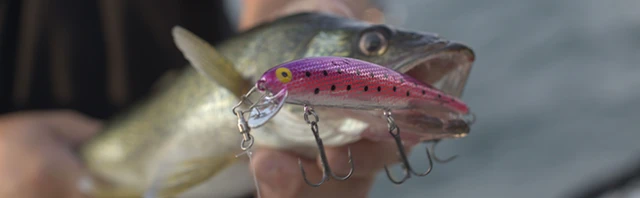 Lead Length Rules for Crankbaits (Walleye Trolling)