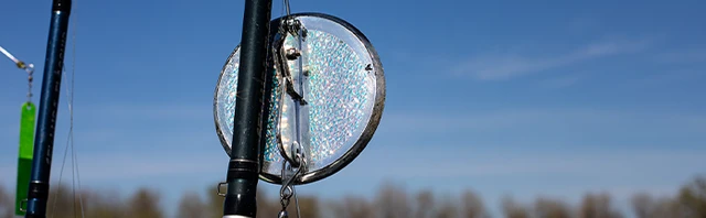Does Diver Color Matter?