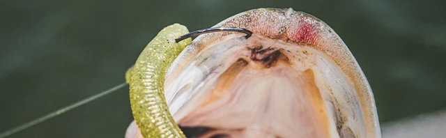 Hook Size for Bass: A Complete Guide
