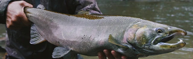 Ten Tips for Catching Salmon in Rivers