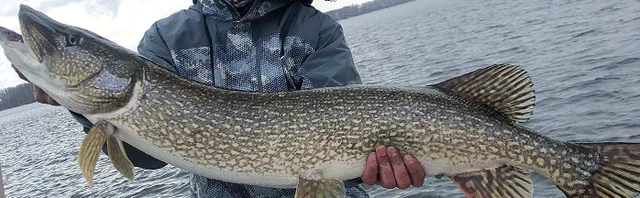 Tips for Late Ice and Early Open Water Pike: How to Catch Aggressive Pre-Spawn Fish