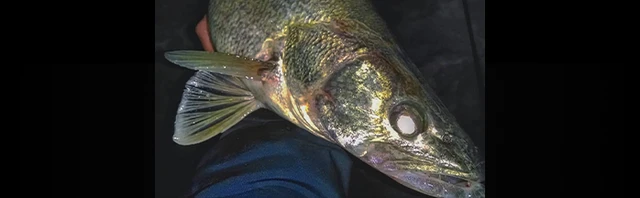 Mastering Night Fishing for Walleye: Strategies and Best Baits