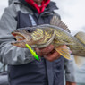 Angler holding a walleye with a Glow Slimy Lime color Rapala Jigging Rap hanging from its mouth