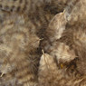 Wapsi Grizzly Marabou color Sand