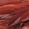 Wapsi Strung Schlappen color Brown