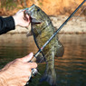 FishUSA Flagship Elite Spinning Rods live shot