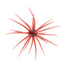 Hideup Coike JDM 17mm Urchin Bait color Scuppernog