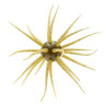 Hideup Coike JDM Fullcast Urchin Bait color Watermelon Seed