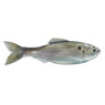 6th Sense Plump Panorama Softbait color Live Threadfin Shad