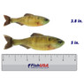6th Sense Plump Panorama Softbait color Live Bluegill in both sizes (3.8 in., 5 in.) above a 6 inch FishUSA Ruler