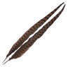 Wapsi Ringneck Pheasant Tail Feathers full view of Chocolate Brown two pack