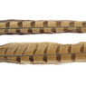 Wapsi Ringneck Pheasant Tail Feathers color Bleached Ginger