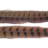 Wapsi Ringneck Pheasant Tail Feathers color Rusty Brown