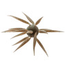 Hideup Coike Fish Elastomer L Urchin Bait color Tamaranbai Dark Shrimp